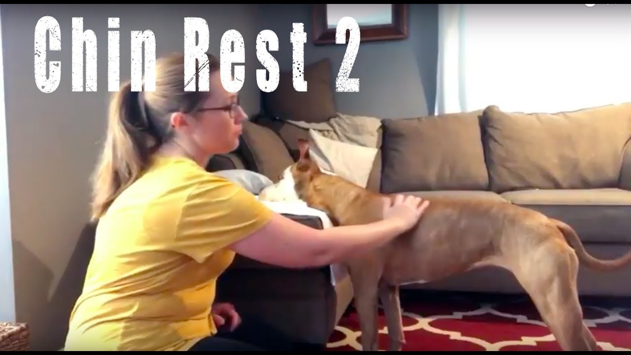 Chin Rest 2- Training Tip Tuesday