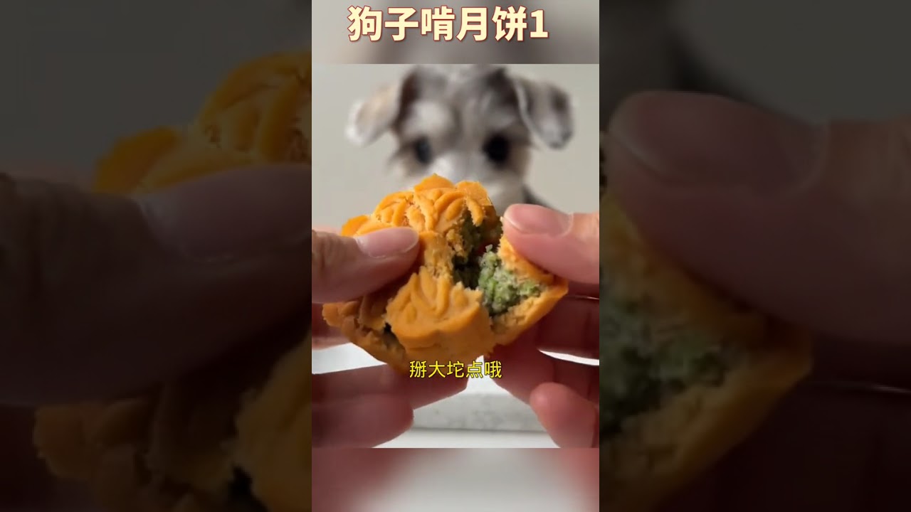 搞笑配音动物迷惑行为~宠物过中秋吃月饼#动物成精 #搞笑配音 #中秋节 #搞笑视频 #四川话