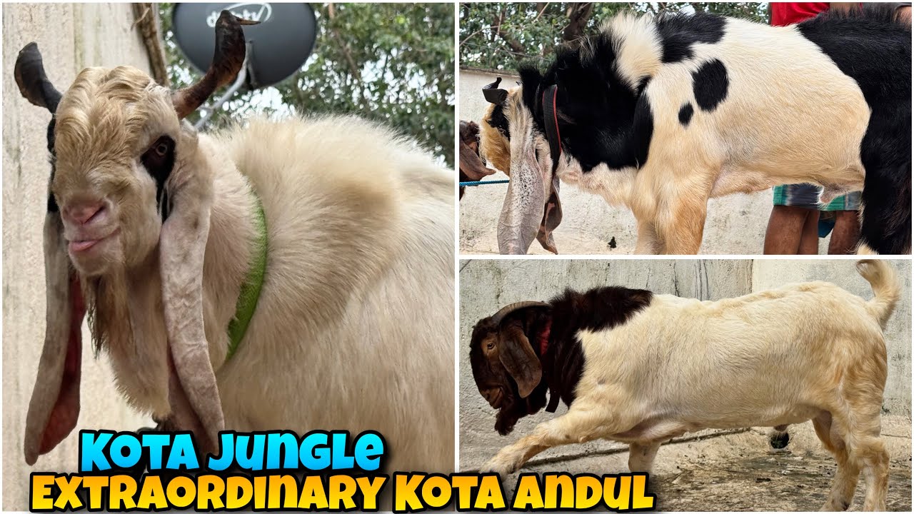 KOTA JUNGLE ke EXTRAORDINARY Andul KOTA Bakre🤩 of Zoheb Bhai at Andheri West Mumbai