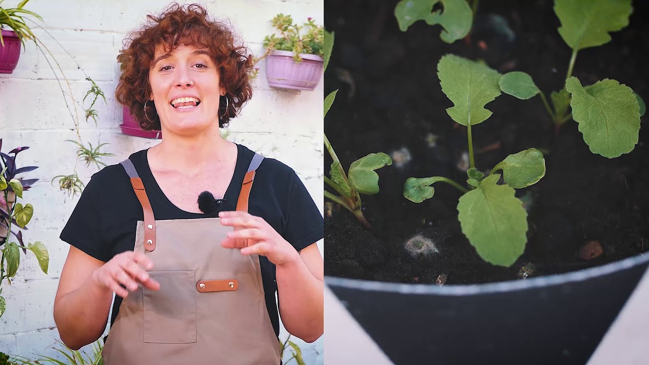 Llavors i planter: com cultivem?