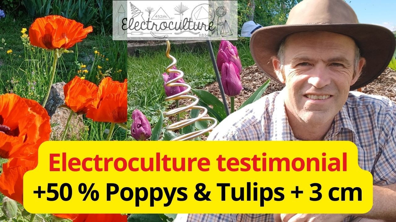 Testimonial on the effects of electroculture spirals on growth of garden flowers poppys and tulips