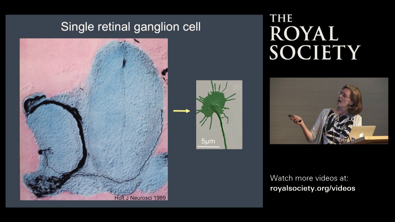 Wiring up the brain: How axons navigate