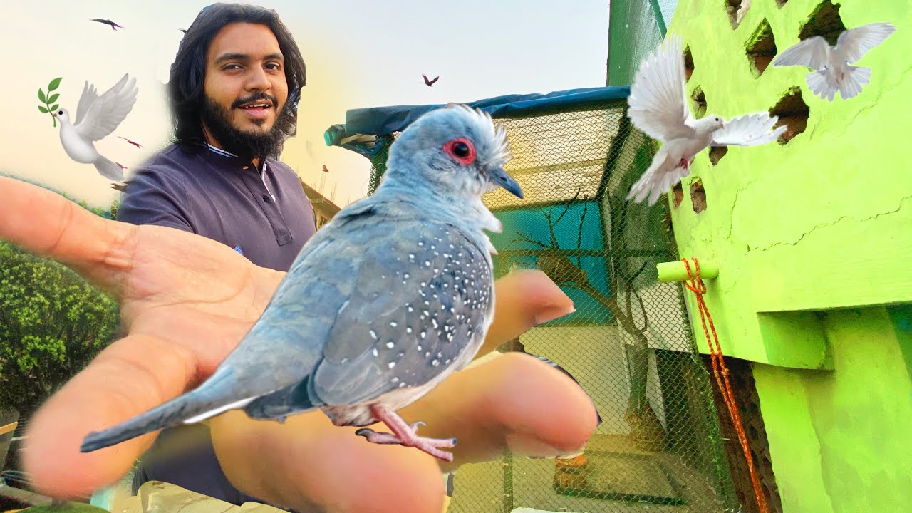Diamond Dove দের জন্য বড় খাচা বানিয়েছি ।🕊❤️