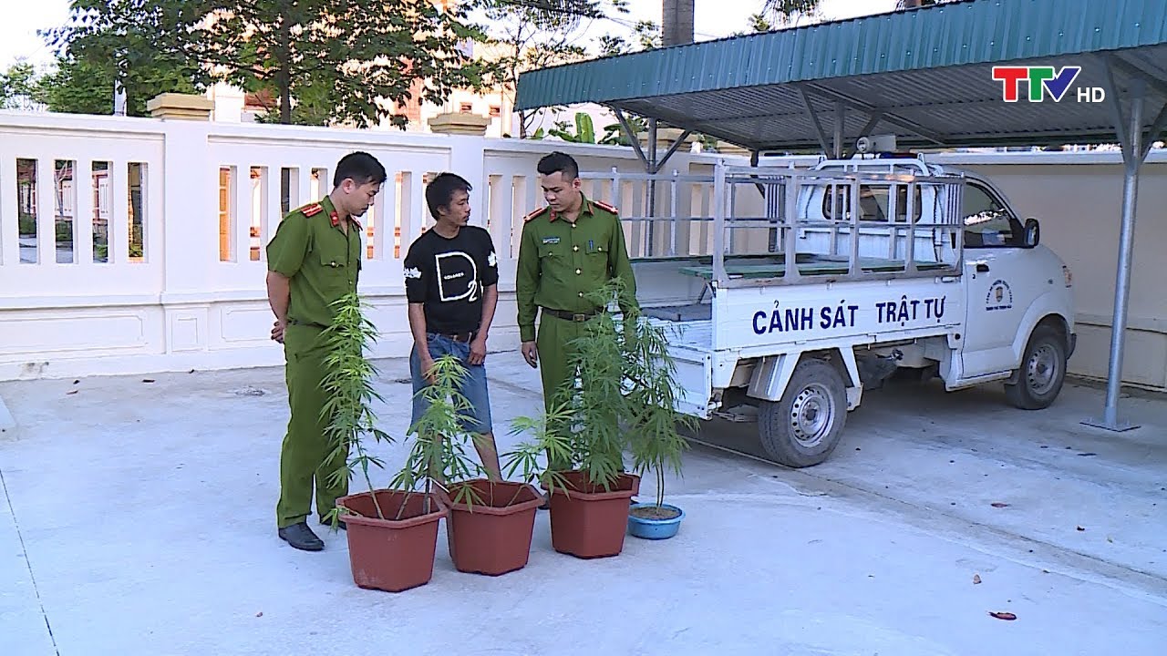 Thanh Hóa: Phát hiện đối tượng trồng cây cần sa tại nhà