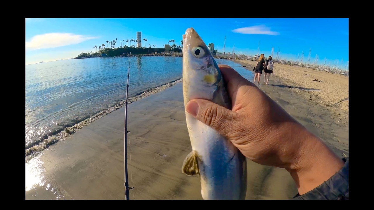 I fished the Long Beach Jetty and surf hard, it paid off