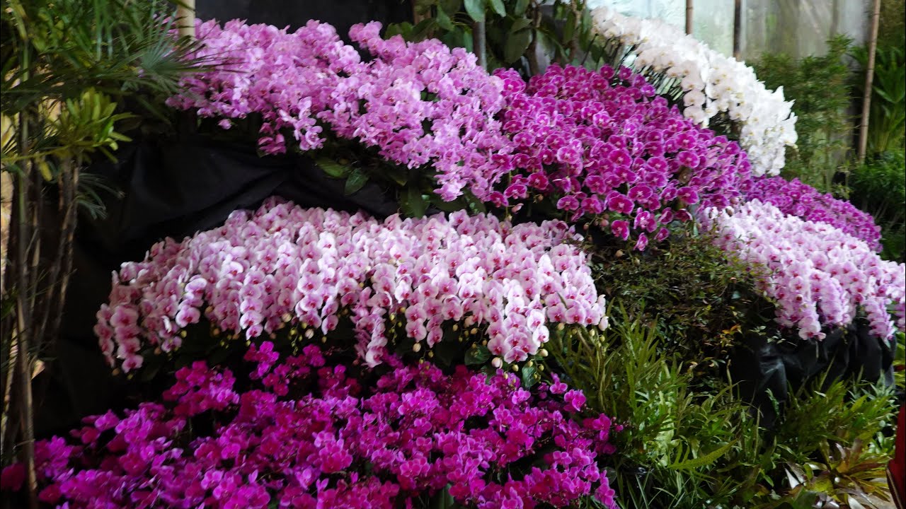 2023台灣國際蘭展-1 4K  Taiwan International Orchid Show 2023.3.7