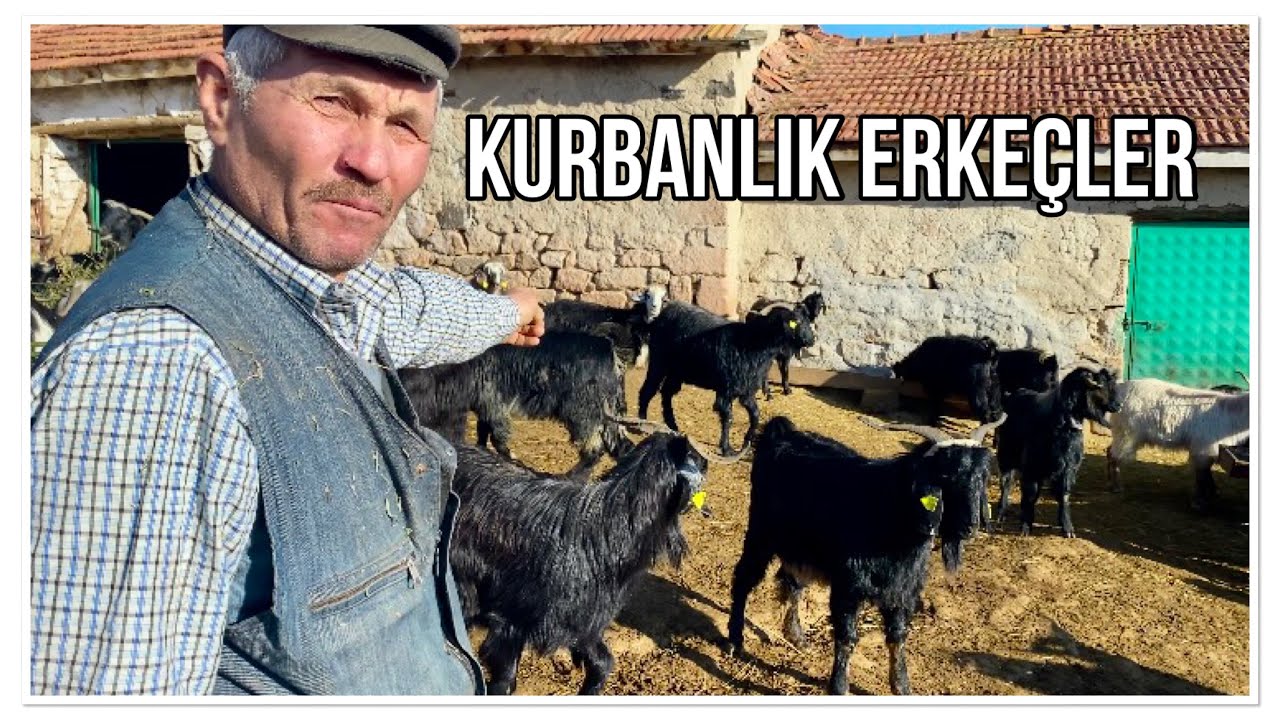 4 KARDEŞİN 4 SÜRÜ KEÇİSİ