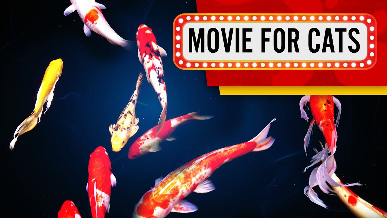 FILM DLA KOT&Oacute;W &ndash; Hipnotyzujące karpie koi! (Film do obejrzenia dla kot&oacute;w) 3 godziny 4K