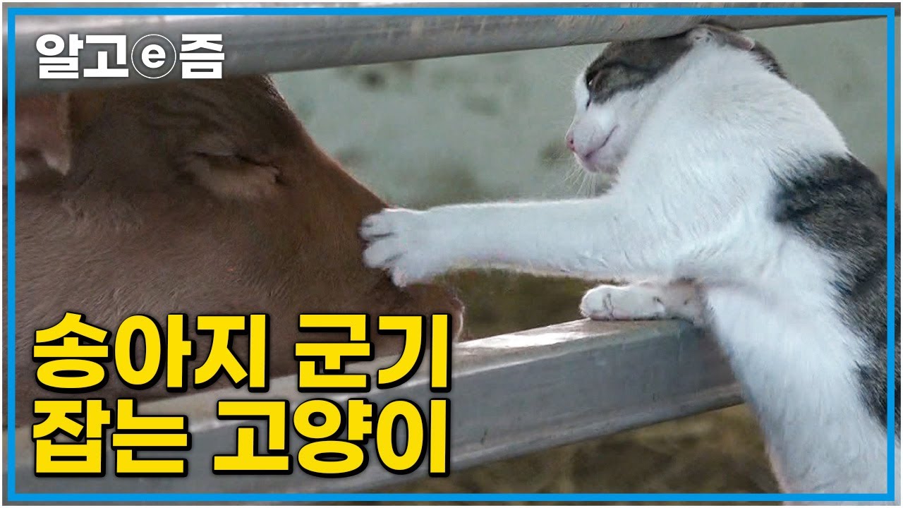 우사를 지키는 고양이!  주기적으로 소들 군기 잡는 우사의 군기반장 고양이│고양이를 부탁해│알고e즘