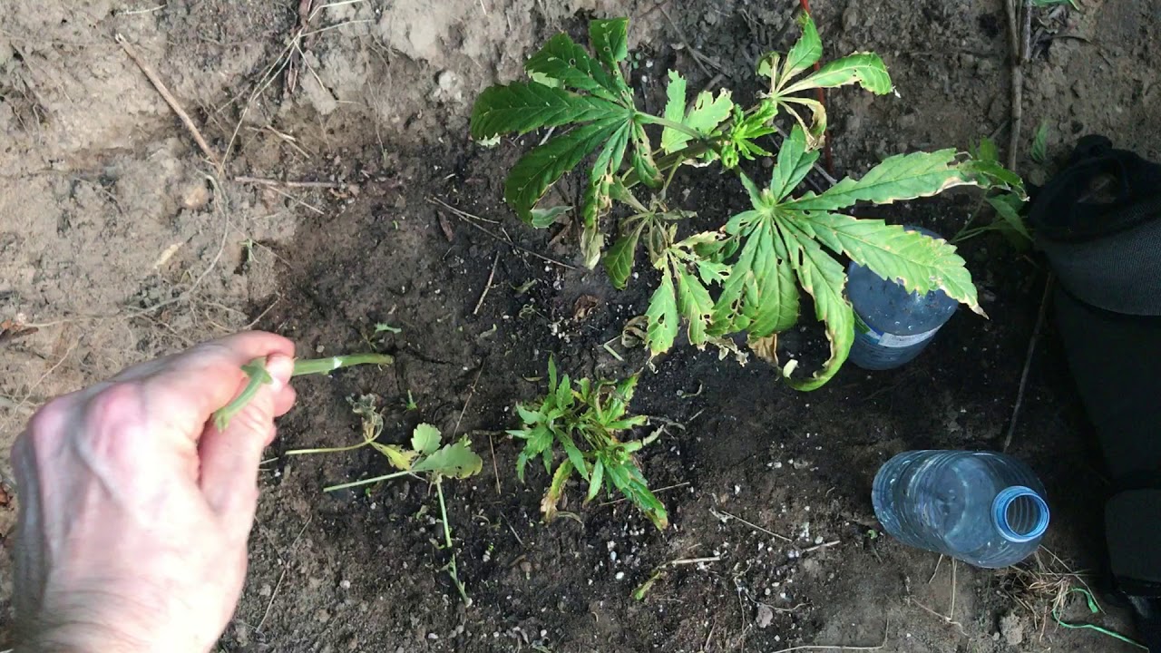 Cannabis outdoor grow  fail sad times June 27 2020