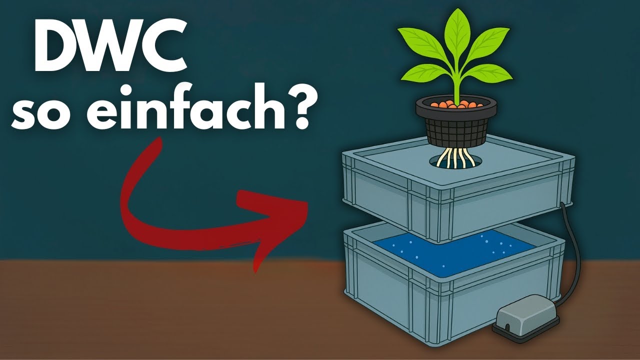 Hydroponik Grow in der Eurobox – DIY DWC System selber bauen