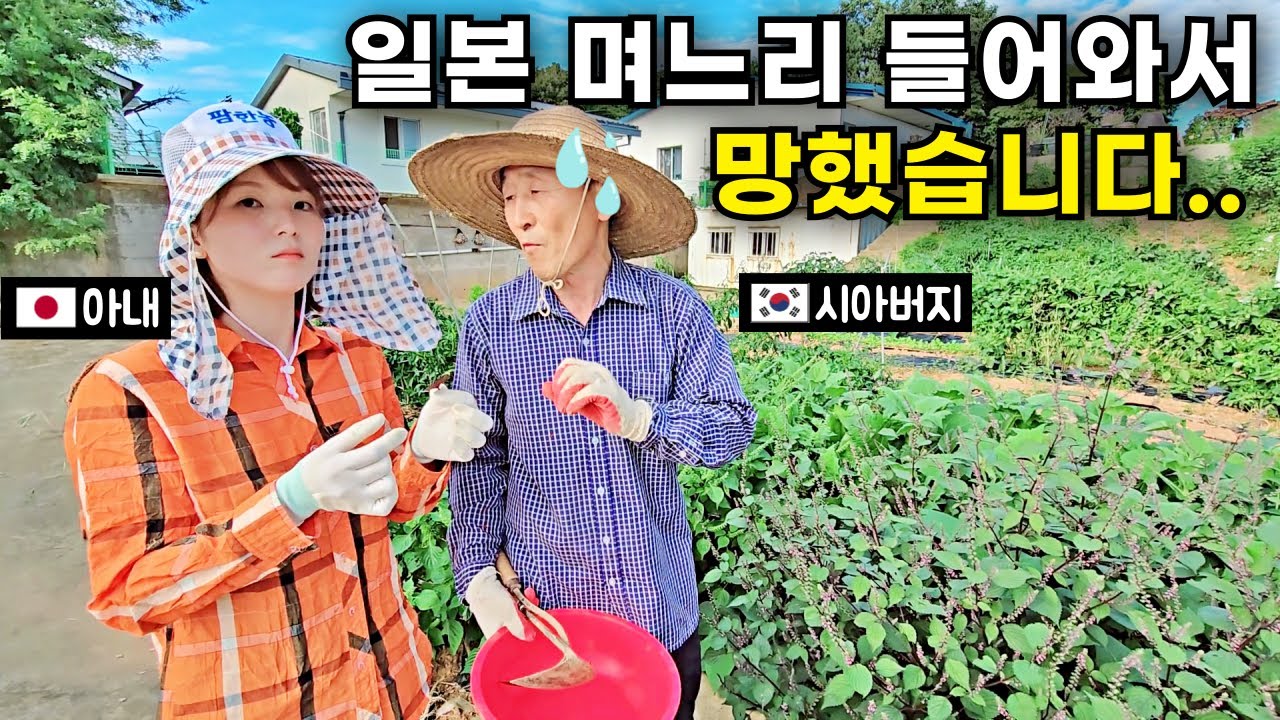 한국 시아버지가 일본 며느리한테 농사 시켜봤더니? [한일부부]