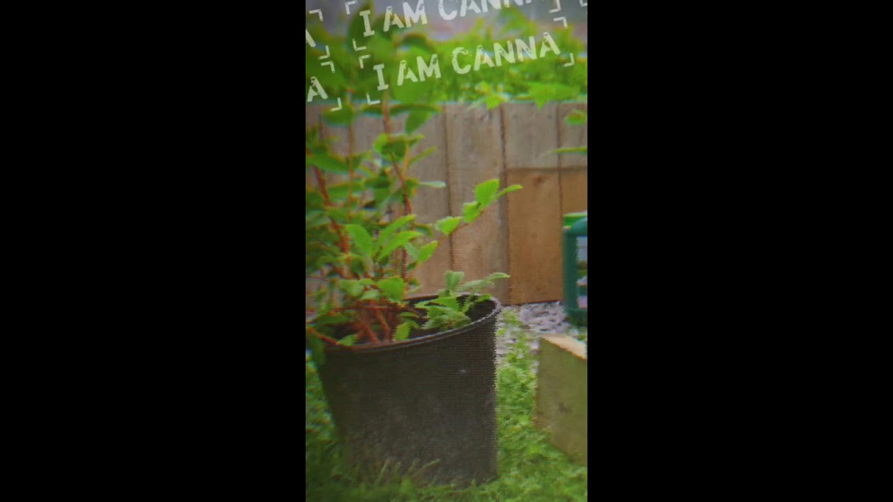 Preparing The Outdoor Garden with CANNA Terra🌱
