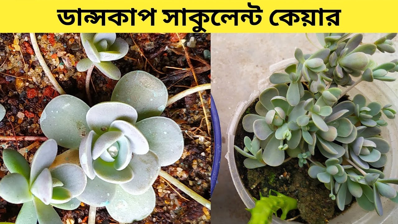 Chinese Dunce Cap Succulent Care | ডান্সকাপ সাকুলেন্ট