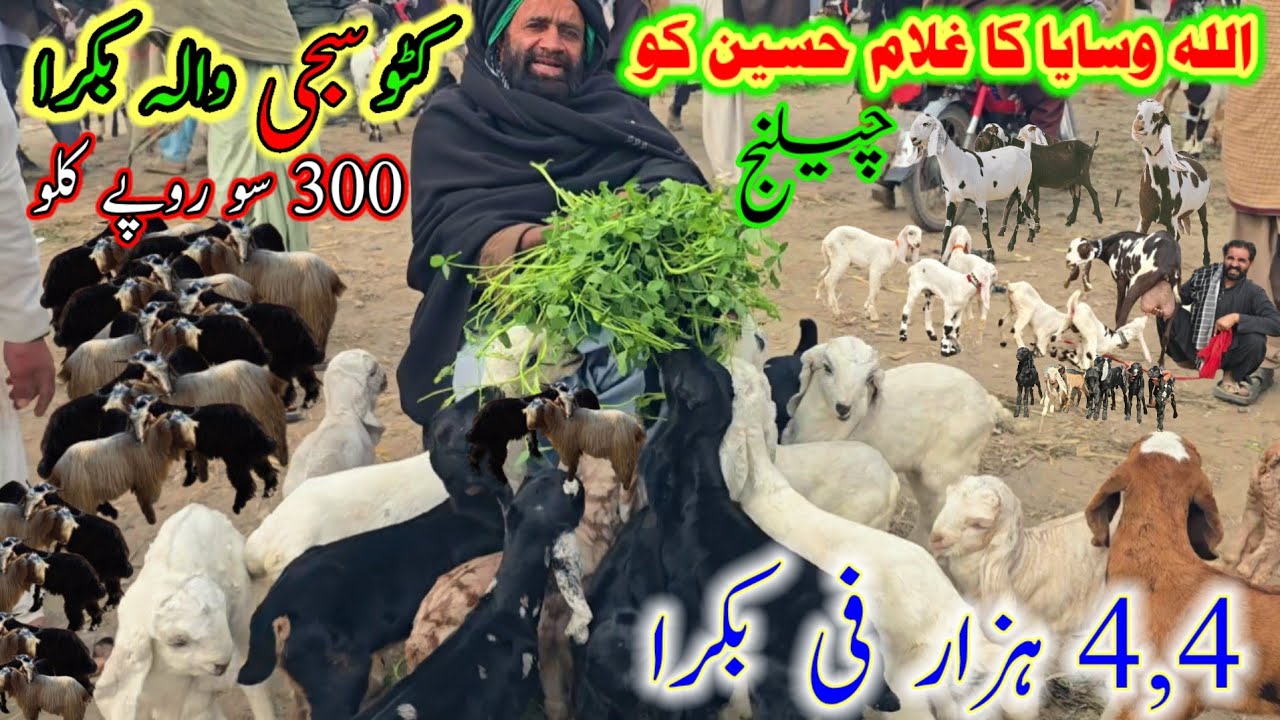 کٹو سجی والہ بکرا 300 سو روپے کلو خان بھائی نے سیل لگا دی || چاچا اللہ وسایا کا غلام حسین کو چیلنج 