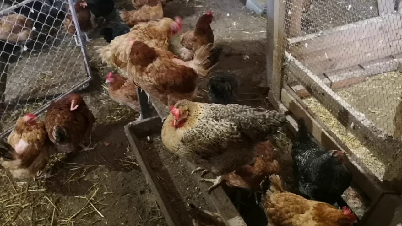 Odcinek 78 Jakie kury kupić do hodowli? Prezentacja kur rasy Australorp
