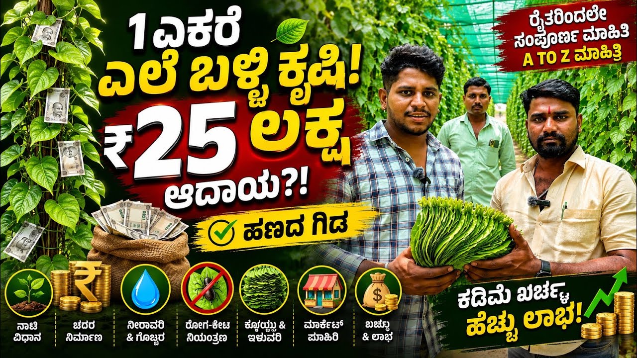 🌿 ₹25 lakh income from 1 acre of betel leaf cultivation! 😱 | A to Z information from planting to market Betel leaf