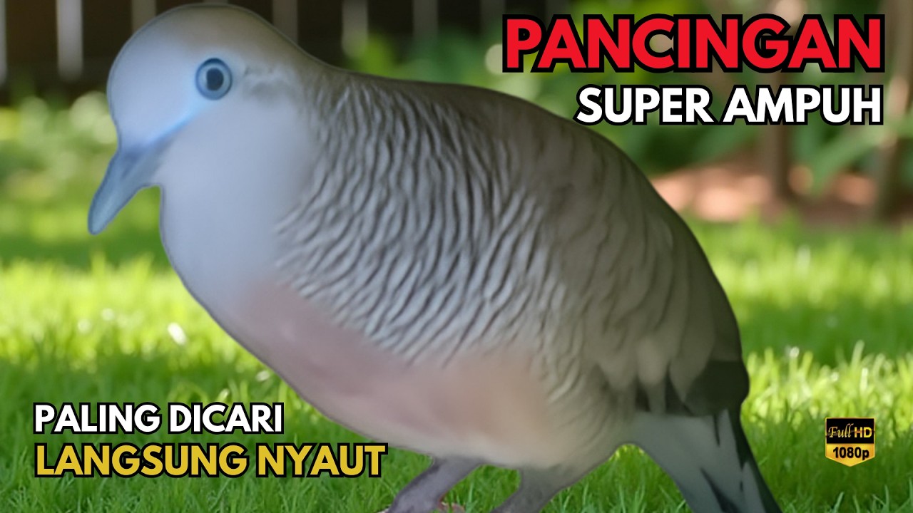 PERKUTUT LOKAL GACOR ampuh buat PANCINGAN perkutut agar NYAUT ikut BUNYI ikut GACOR L64