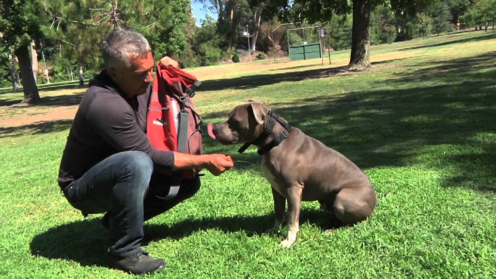 Dog Cooling Tip