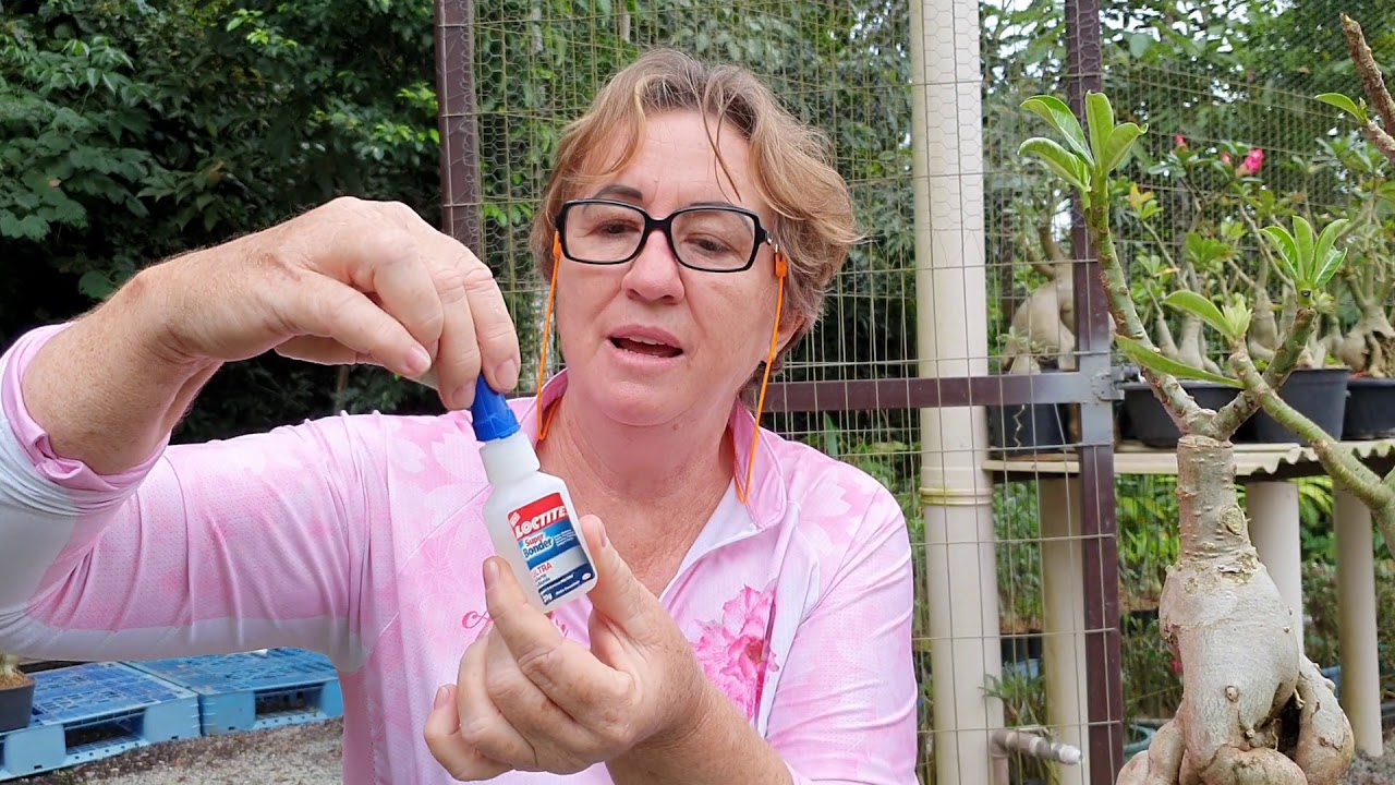 Enxertia melhor resultado, pressão, garfagem ou cola?