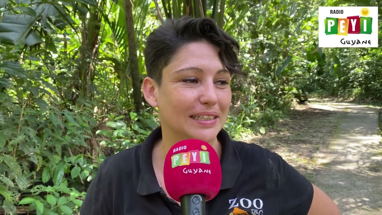 Tentative de braconnage d'un des tapirs du zoo de Guyane. Témoignages