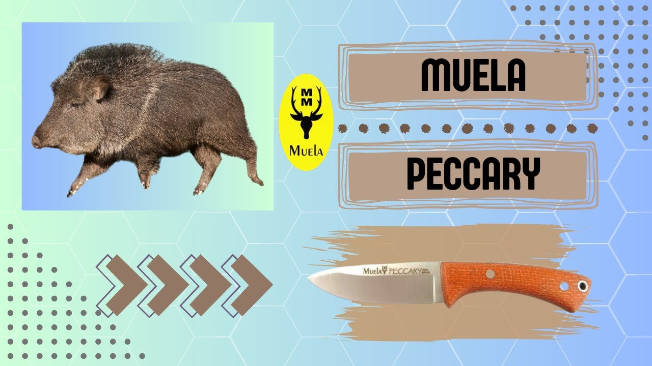 Peccary: El cuchillo que muerde.