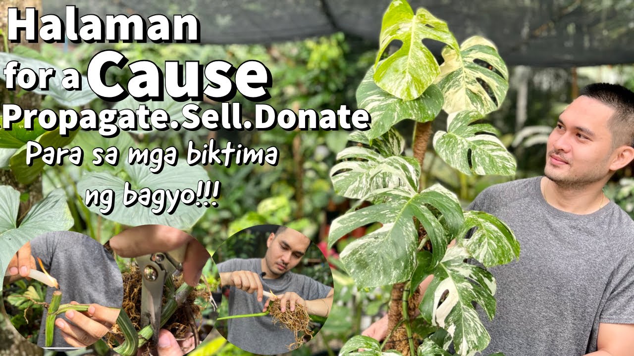 PROPAGATING MY MONSTERA BORSIGIANA ALBO FOR A CAUSE | TULONG PARA SA NASALANTA NG BAGYO