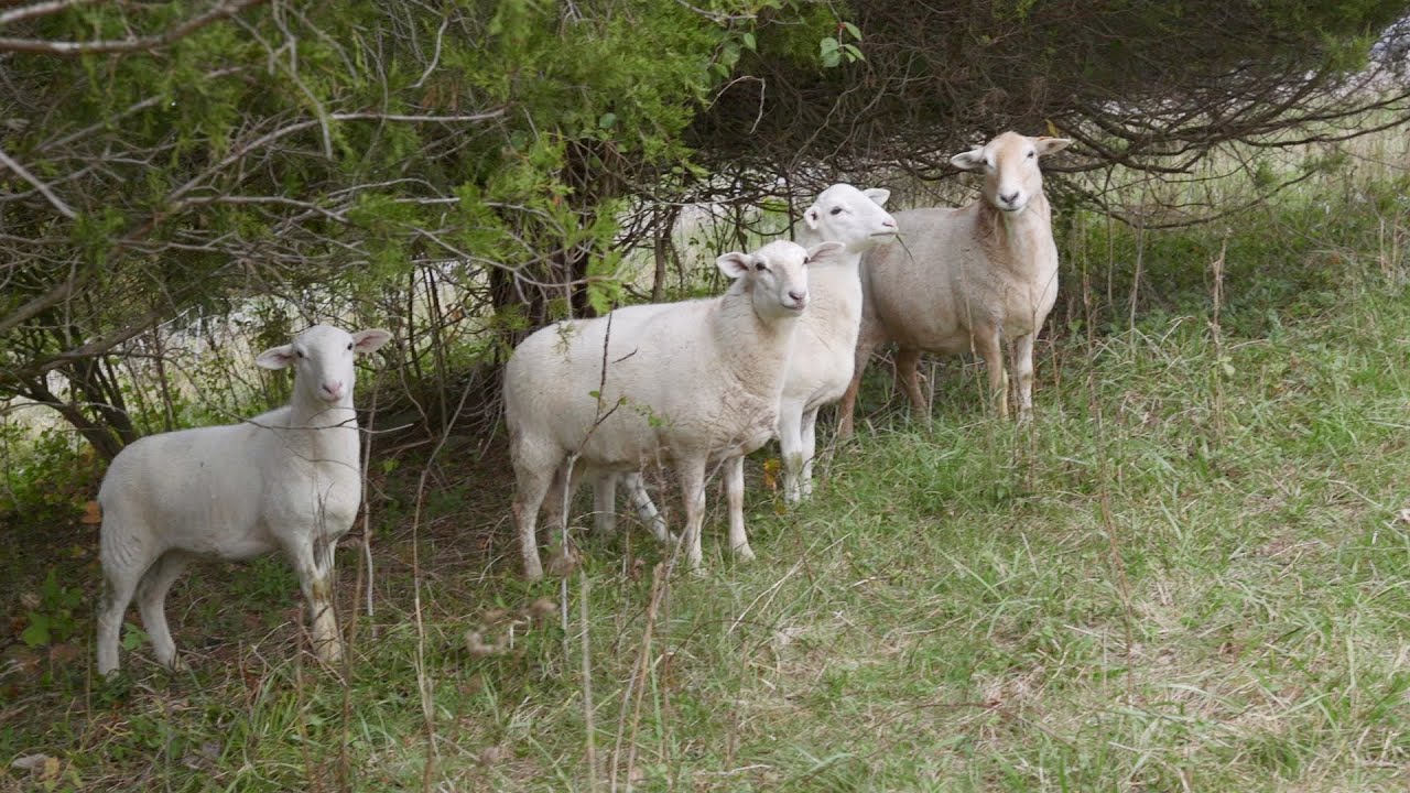 Should You Get Sheep? Maybe.