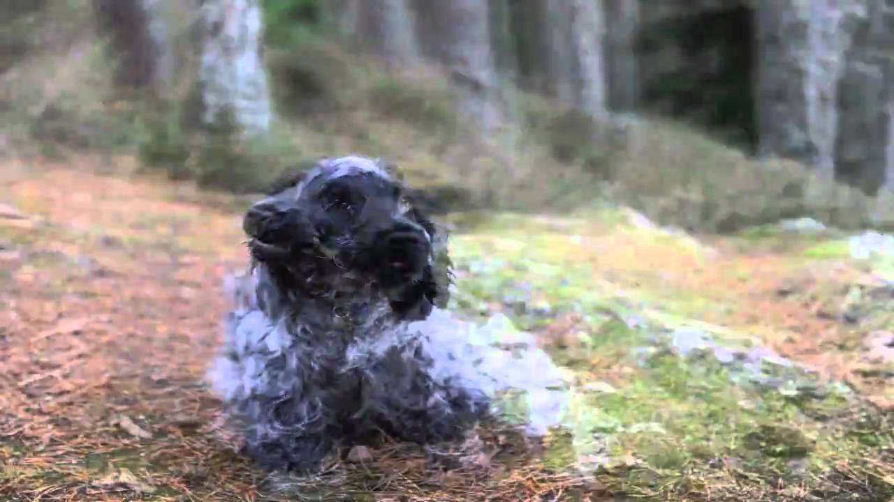 Alfie cocker spaniel from pup to fully grown