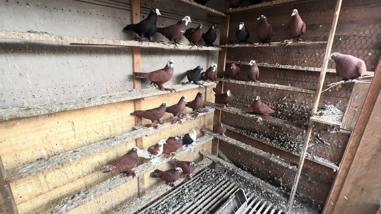 الأحمر العراقي في اوربا المانيا صورنالكم الجديد من عمل أبراج وخانات وحمام جديد وتوضيح بعض الأمور 🌹 