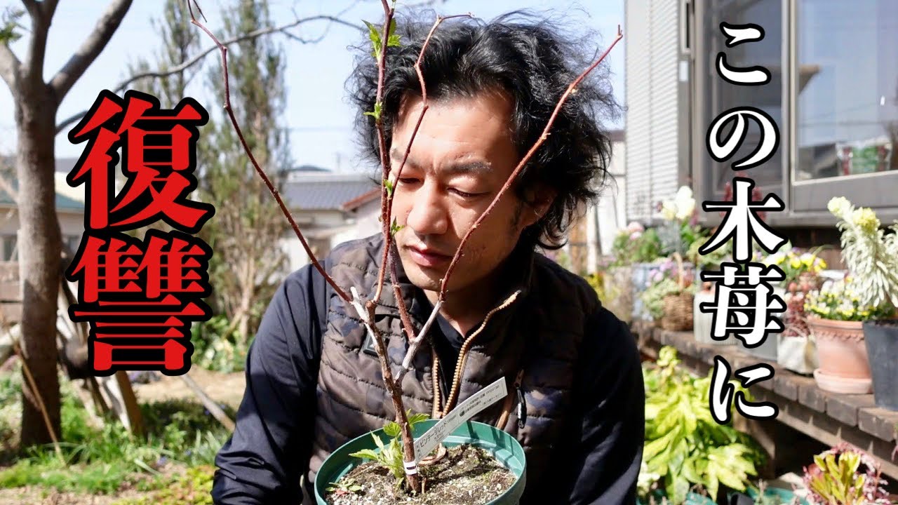 去年枯らしたあのキイチゴにリベンジ【園芸超人カーメン君】
