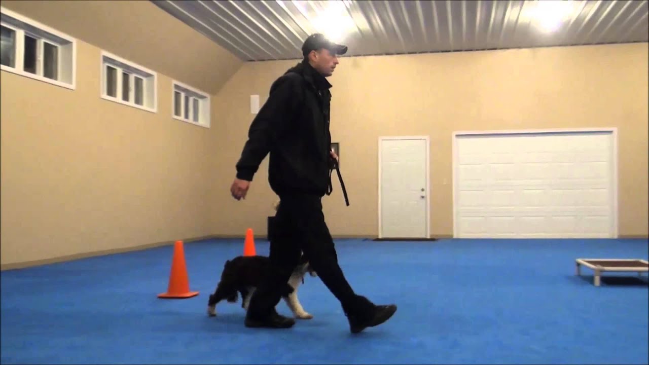 Maggie (Tibetan Terrier) Dog Training Boot Camp Video