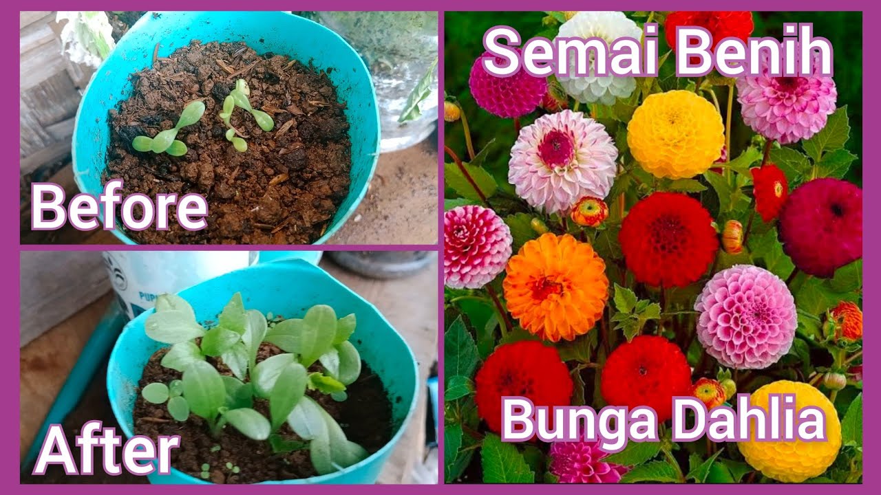 Cara Semai Benih Bunga Dahlia💐