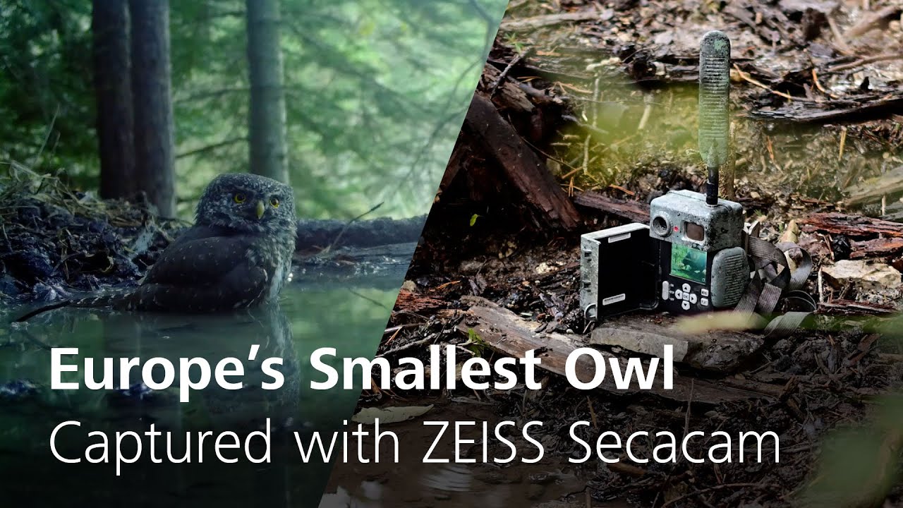 Discover the Pygmy Owl with Remy Masseglia | ZEISS Secacam in Action