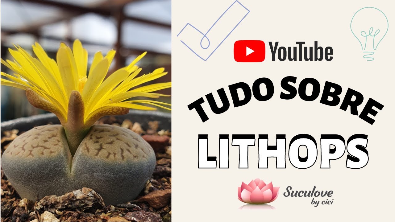 DICAS LITHOPS