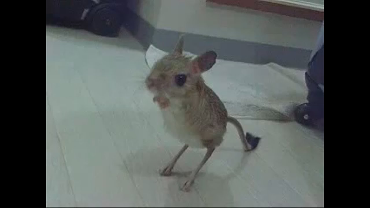 Greater Egyptian Jerboa