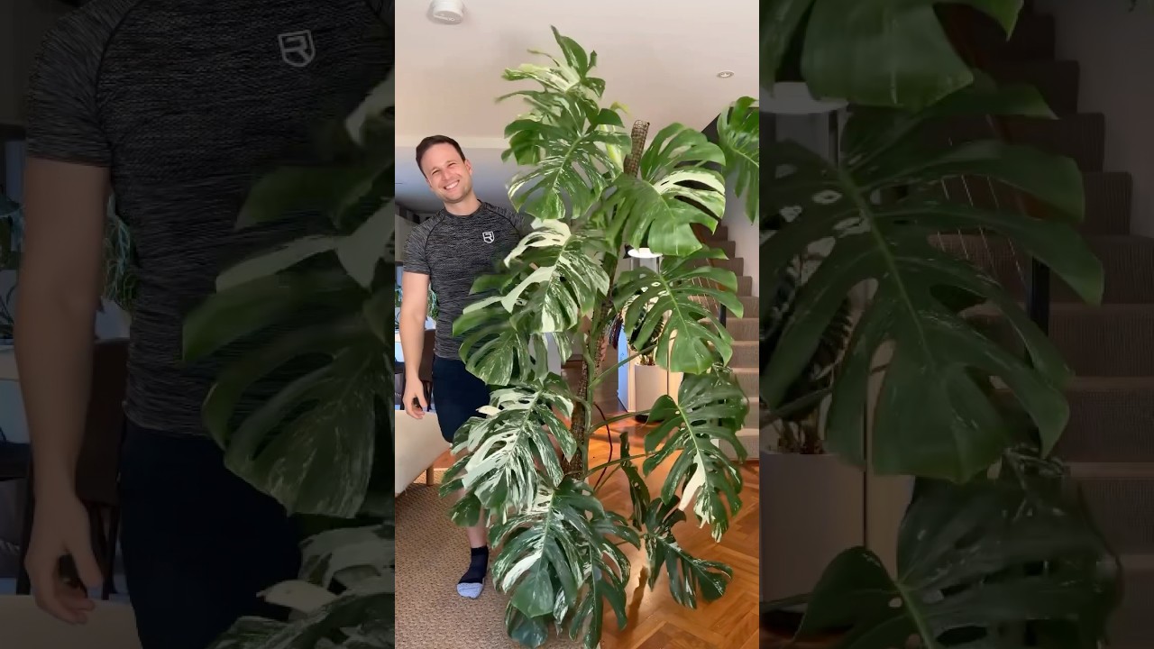 You think shaking plants is easy?! I’ve been training for years… 