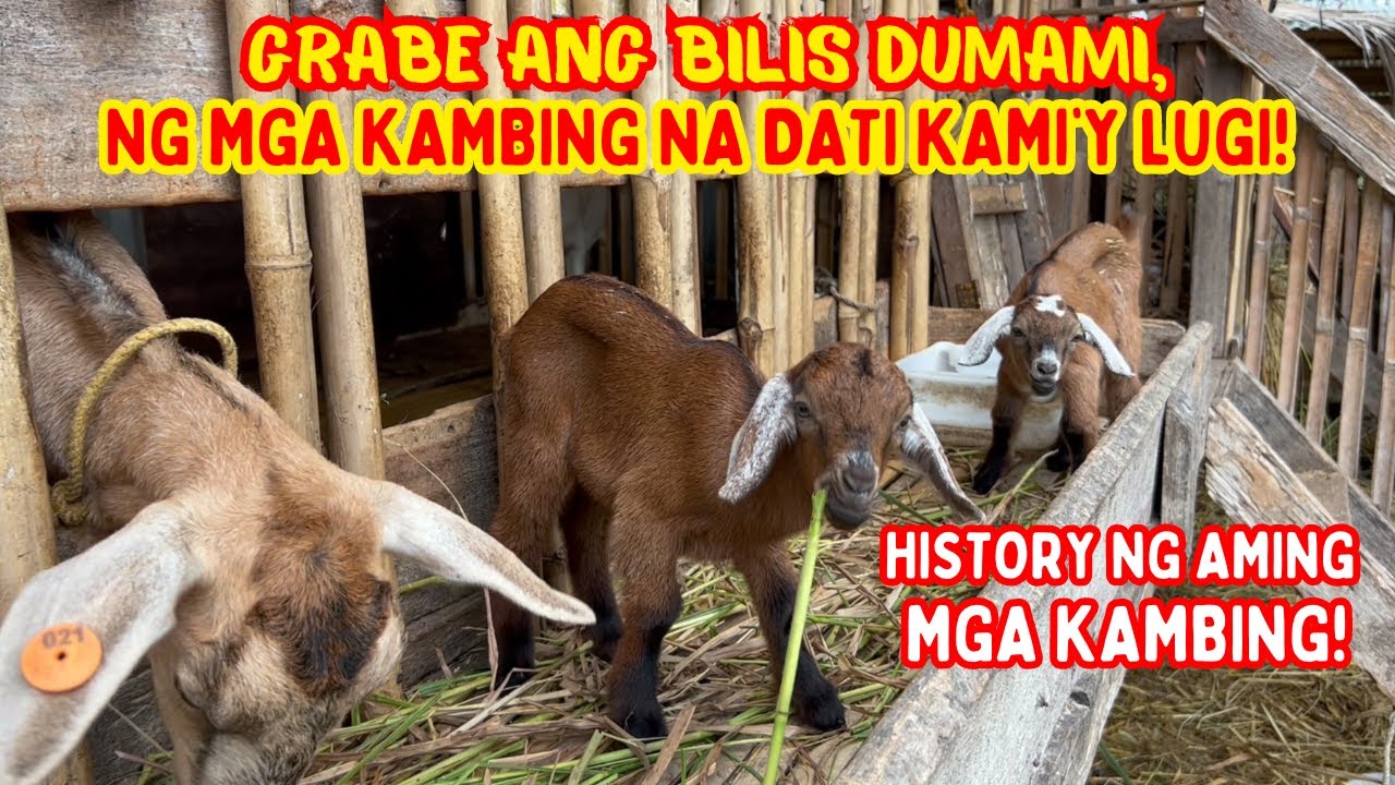 GRABE ANG BILIS DUMAMI NG MGA KAMBING NA DATI KAMI’Y LUGI! | HISTORY NG MGA KAMBING! | SOLLE'S G.