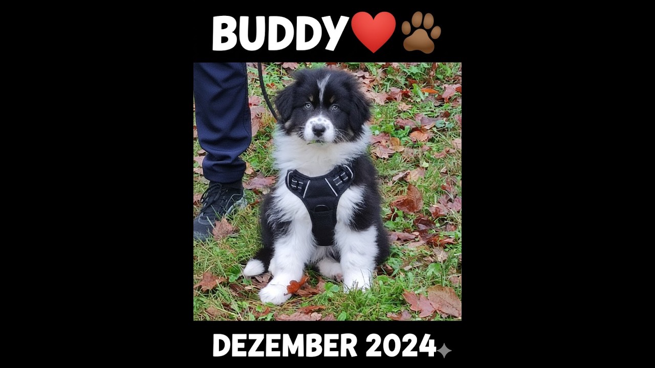Buddy 2024: seine erstes Jahr  in der neuen Familie! 🐾 | Die schönsten Momente