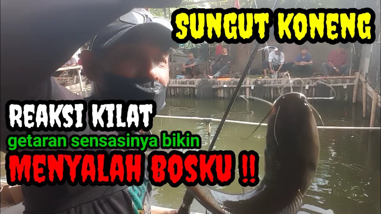 Serunya rebutan strike sungut koneng@jaddahmancing#strike#mancinglele#mancingliar