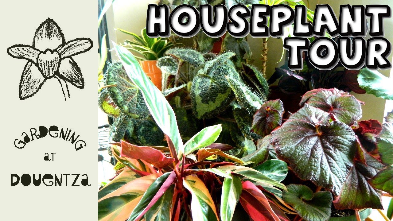 Summer Houseplant Tour - begonia, stromanthe, calathea, Monstera deliciosa