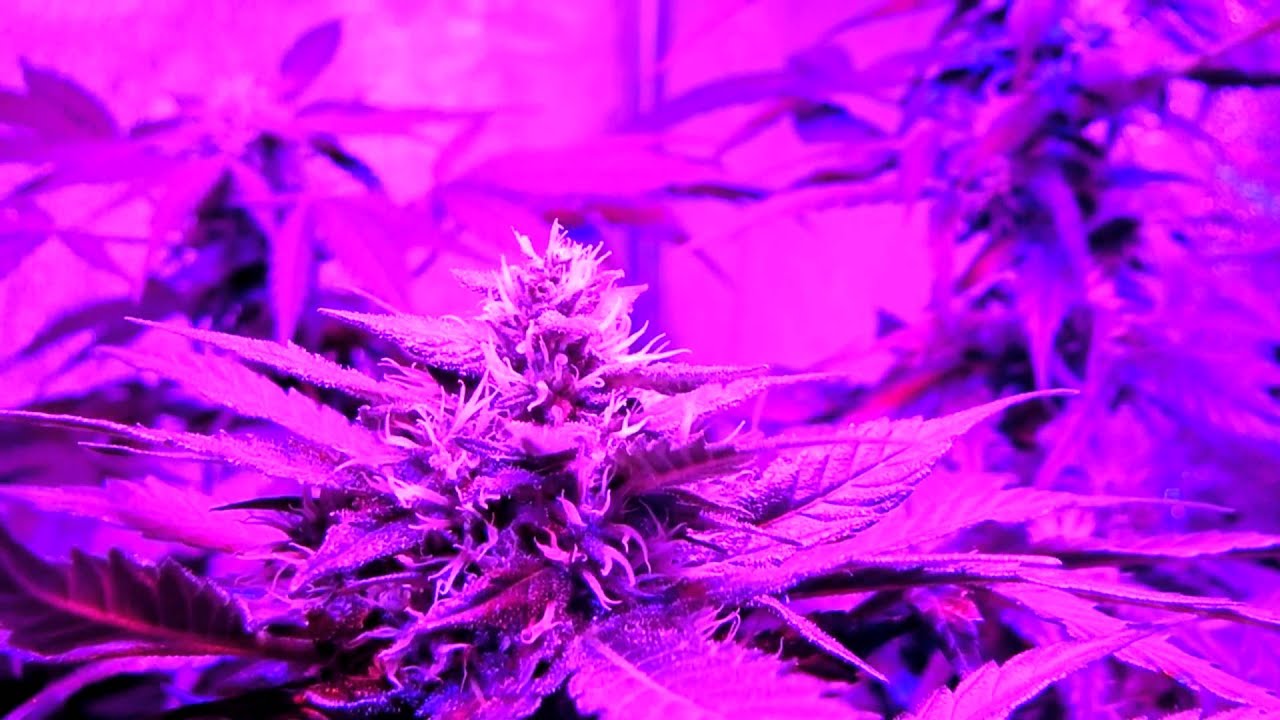 spectraxox sannies jack and  caramel candy kush