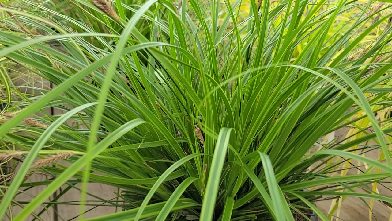 Carex Evercolor® Everillo, Everlime & Everoro  (Sedge) // Three Great, Evergreen, Dwarf Grasses