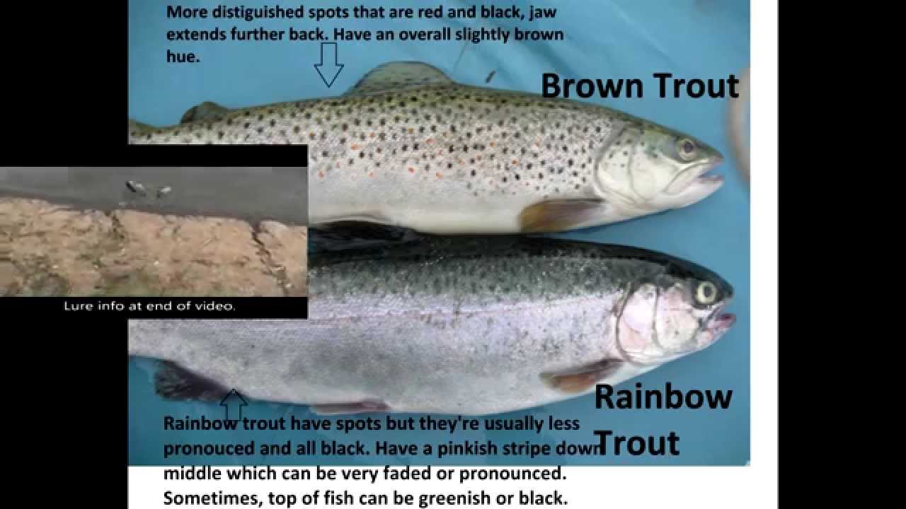 Rainbow Vs Brown Trout Comparison / Differences