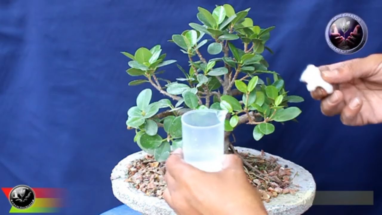 CLUMP STYLE BONSAI, Chinese Banyan, Ficus Microcarpa, Pre-Summer Work, Be the Creator, Mar.19