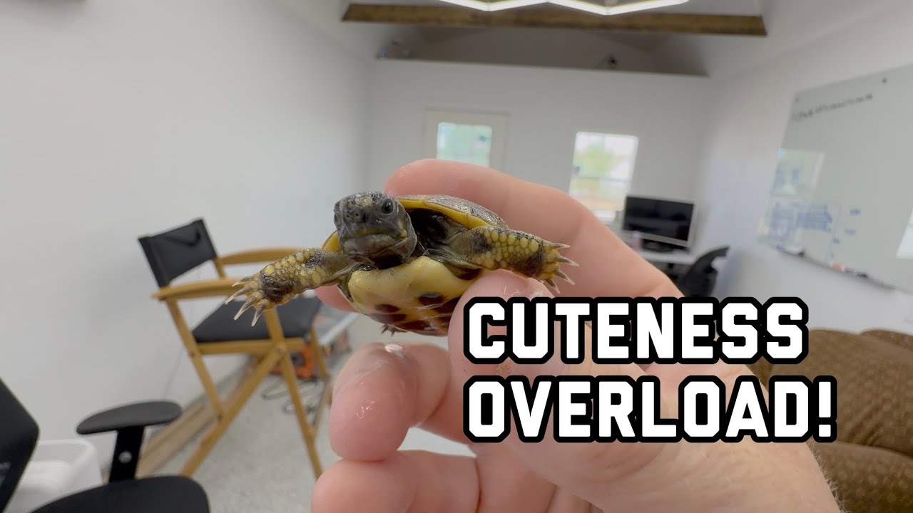 I Got Some New Animals…