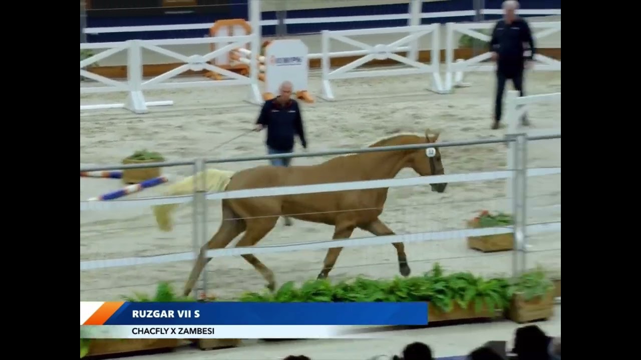 Chacfly ps x Zambesi tn x Verdi x Burggraaf