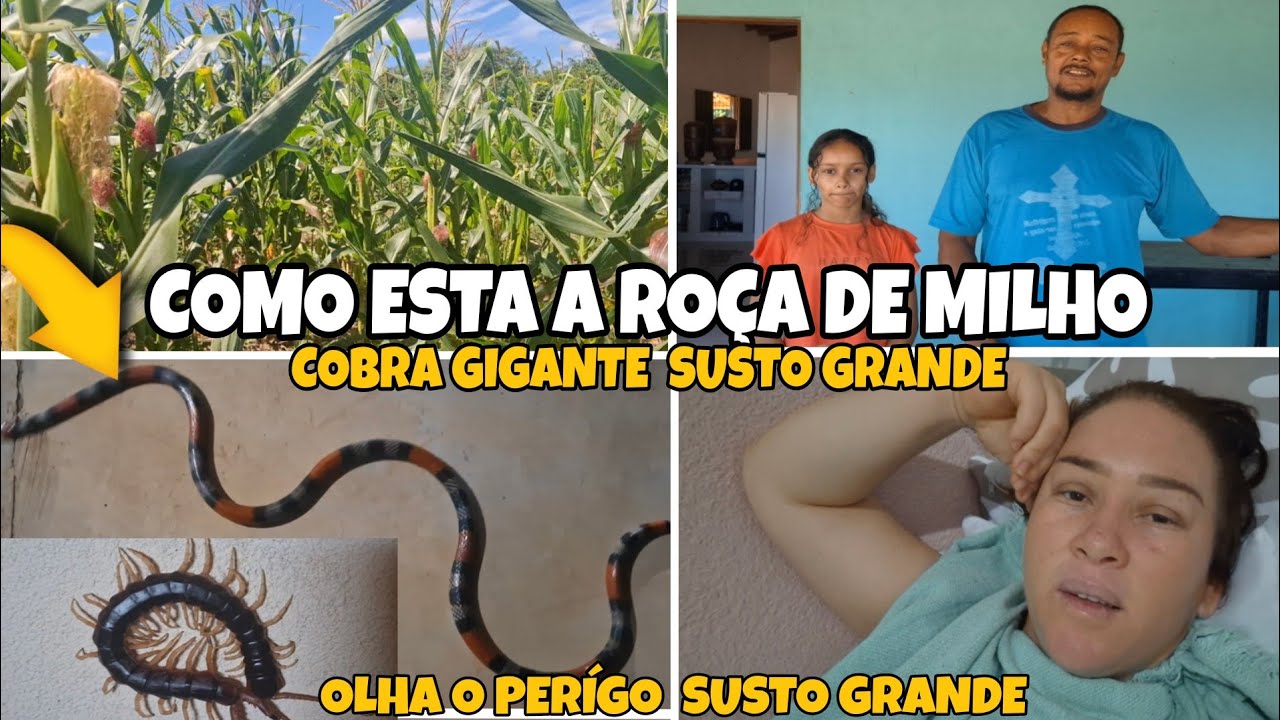 VLOG NO SÍTIO COBRA Gigante quase morde meu cachorrinho susto grande 