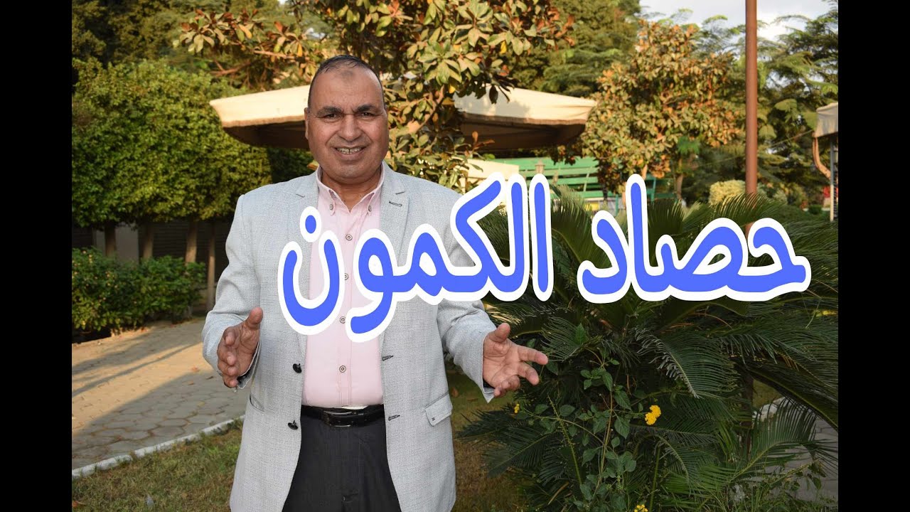 حصاد الكمون