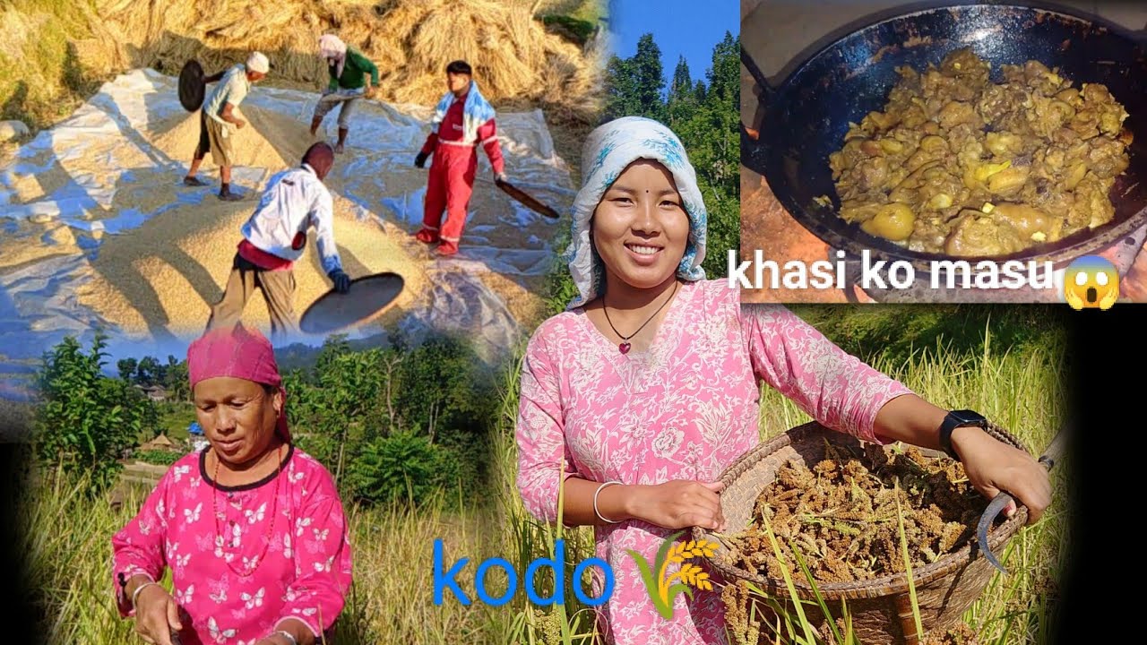 Barsa Din Ko Kamai Vitryaiyo🌾Kati Vayo Hola tw Dhan ?🤔Kodo Pani Tipi Sakeyo 